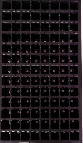 tavita_alveolara_104